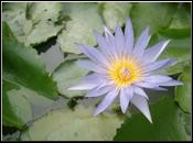 Blue Lotus